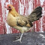 Ginger Red Old English Bantam Chicks