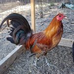 Ginger Red Standard Old English Chicks