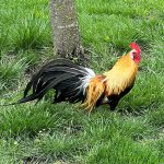 Gold Duckwing Phoenix Bantam Chicks