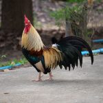 Gold Duckwing Standard Old English Chicks