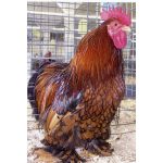 Gold Laced Cochin Bantam Chicks