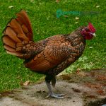 Gold Sebright Bantam Chicks