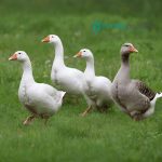 Gosling Assortment