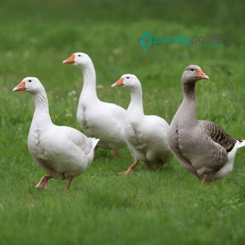 Gosling Assortment