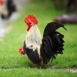 Gray Japanese Bantam Chicks