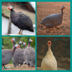 Guinea-Keets-Assortment