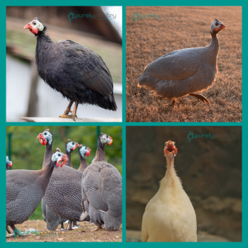 Guinea Keets Assortment