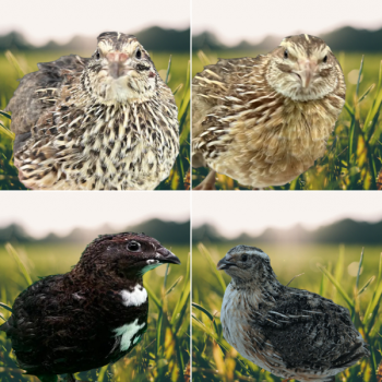 Hen’s Choice Coturnix Quail