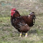 Jubilee Orpington Chicks