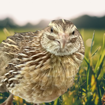 Jumbo Egyptian Coturnix Quail