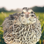 Jumbo Pharaoh Coturnix Quail