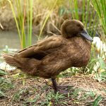 Khaki Campbell Ducklings
