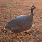 Lavender-Guinea-Keets