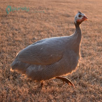 Lavender Guinea Keets