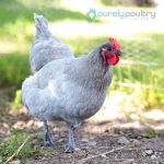 Lavender Orpington Chicks