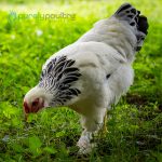 Light Brahma Chicks