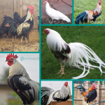 Long Tail Chicks Assortment