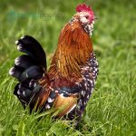 Mille Fleur D'uccle Bantam Chicks