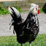 Mottled Houdan Chicks