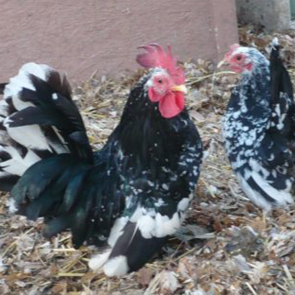 Mottled-Japanese-Bantam-Chicks Mottled Japanese Bantam Chicks
