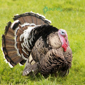 Narragansett Turkey Poults