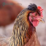 Olive Egger Chicks