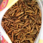 Wonder-Grubs-Calcium-Craze-Black-Soldier-Fly-Larvae-PH560-Web__63873-1.jpg