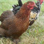 Partridge Cochin Bantam Chicks
