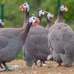 Pearl Grey Guinea Keets