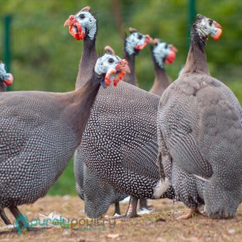 Pearl Grey Guinea Keets