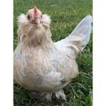 Porcelain D'uccle Bantam Chicks