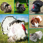 Rare-Turkey-Poults-Assortment