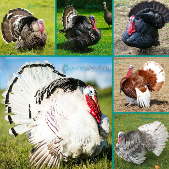 Rare Turkey Poults Assortment