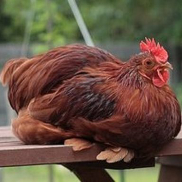 Red-Cochin-Bantam-Chicks Red Cochin Bantam Chicks