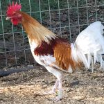 Red Pyle Standard Old English Chicks