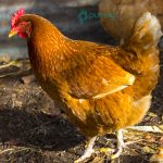 Red Sex Link Chicks