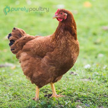 rhode island red chicks grow up into good egg layers