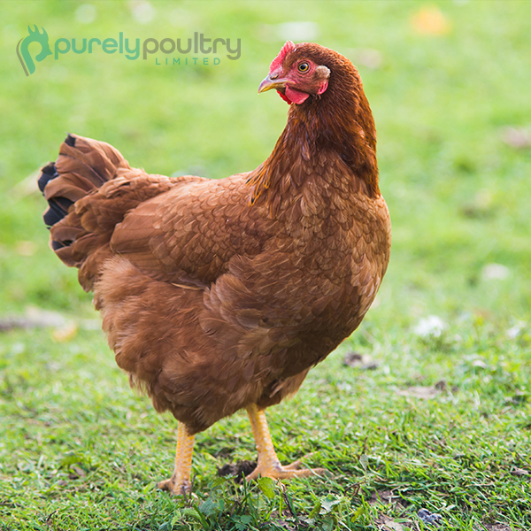 Rhode-Island-Red-Chicks rhode island red chicks grow up into good egg layers