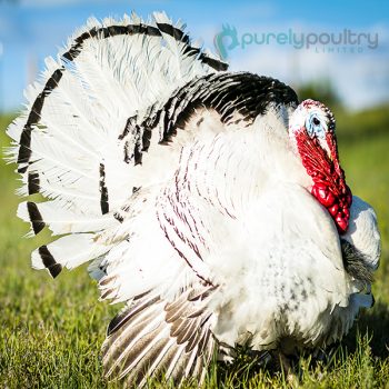 Royal Palm Turkey Poults
