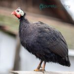 Royal Purple Guinea Keets
