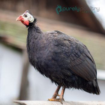 Royal Purple Guinea Keets