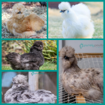 Silkie Chicks Assortment