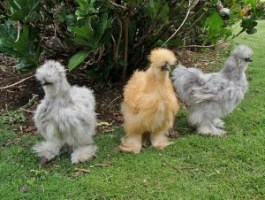 Splash-Silkie-Bantam.jpg