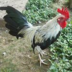 Silver Duckwing Old English Bantam Chicks