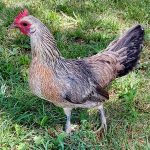 Silver Duckwing Phoenix Bantam Chicks
