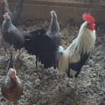 Silver-Duckwing-Standard-Old-English-Chicks