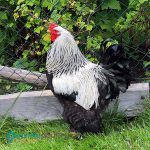 Silver Laced Cochin Standard Chicks