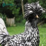 Silver Laced Polish Chicks