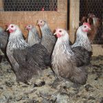Silver Penciled Cochin Bantam Chicks