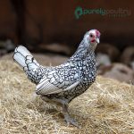 Silver Sebright Bantam Chicks